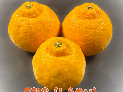 [送料500円引] 特盛フルーツセット8種