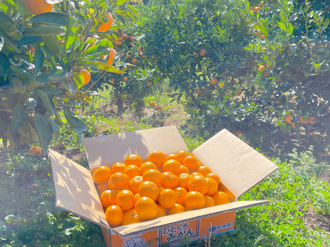 滑らかな舌触り！あふれる果汁！糖度だけでは測れない深い甘みとコク！匠の技が光る『頑固ひとくちみかん』2Sサイズ、5kg