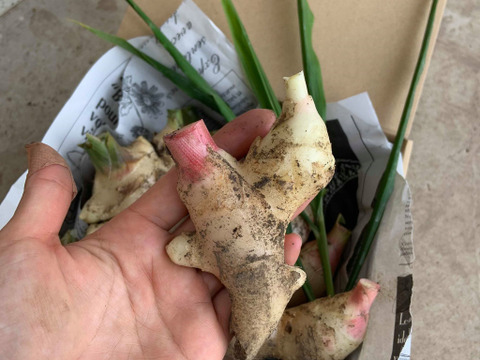 熊本県産 掘りたて新生姜１kg 掘ったその日に発送します 熊本県産 食べチョク 農家 漁師の産直ネット通販 旬の食材を生産者直送