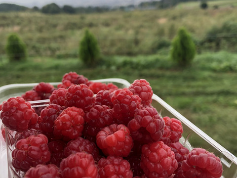 【有機JAS認証】北海道産フレッシュオーガニックラズベリー 100g×４パック