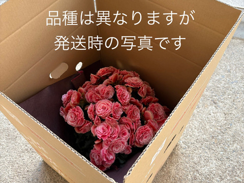 【農林水産大臣賞】鮮やかな黄色、抜群の花持ち、一押し品種です。エラチオールベゴニア【コスモノア】５寸
