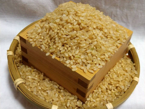 令和6年新米　新潟の棚田で育てた従来コシヒカリ玄米（お試しパック）