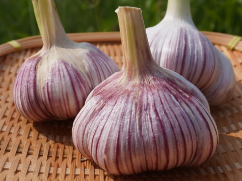 【味くらべ】 ピンク＆ホワイト バラにんにく600g 北海道産 農薬不使用自家栽培にんにく