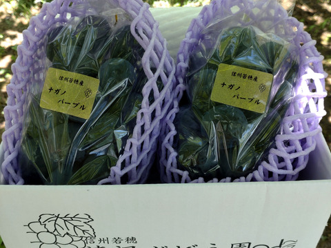 長野パープル 2キロ クール便 クール便】ご家庭用・信州産完熟ナガノパープル 2kg〜【朝取り！濃厚