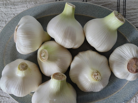 【有機JAS認証・期間限定】生にんにく 南アルプスの有機野菜 1kg