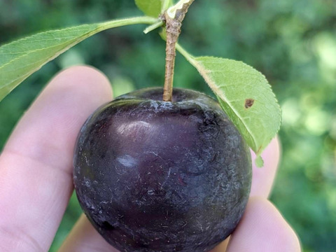 ゴロッとあまいバイオチェリー(1kg)