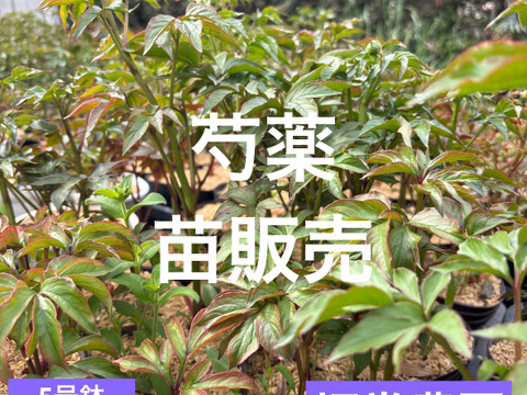 芍薬の苗　4芽以上　5号鉢