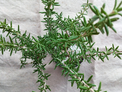 食べられる盆栽 ローズマリー盆栽 サンタバーバラ Ps84 山梨県産 食べチョク 農家 漁師の産直ネット通販 旬の食材を生産者直送