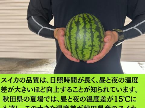 【300円割引中】小玉スイカ 2玉 糖度上昇中 本当に甘い 小玉スイカ 小玉西瓜 秋田県産 夏松チッチェ ギフト お中元 夏丸 2玉入り 暑中御見舞い  甘い チッチェ  お中元 ギフトピノガール