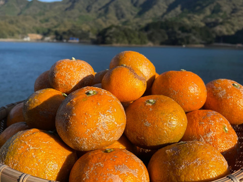 2種の柑橘食べ比べセット【和製グレープフルーツ&熊本みかん 金峰】箱込み4kg