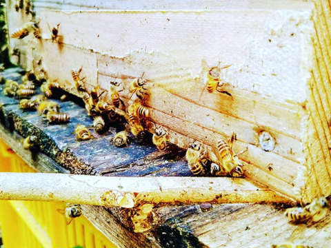 自然豊かな南薩摩のニホンミツバチ 生蜂蜜 190g