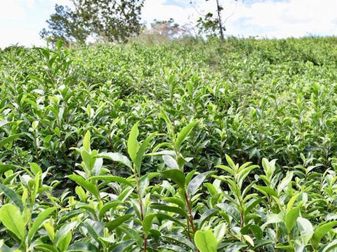 白茶（2022年）在来 　農薬・肥料不使用 加茂自然農園のお茶