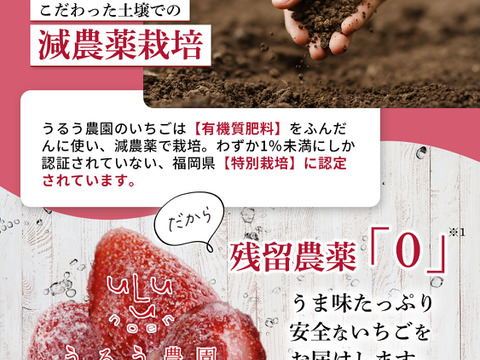 【冷凍いちご】あまおう いちご たっぷり5㎏