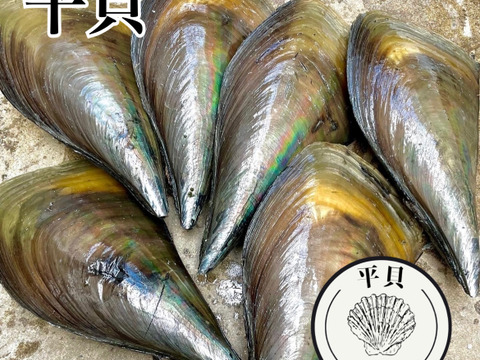 日間賀島産❗️《貝が旬》
（旨味抜群）『平貝‼︎』8枚‼︎下処理をして、特大貝柱、紐、玉を分けて真空で送ります！
《今が旬の高級貝特売❗️》