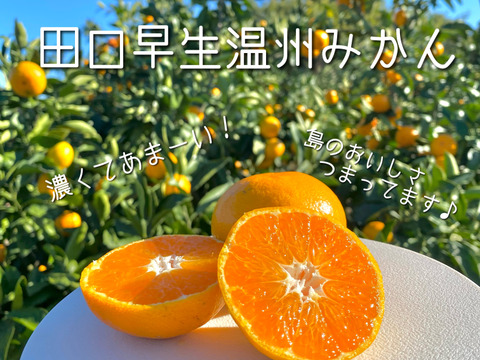 【島の恵み！高糖度☆】早生温州みかん 5キロ箱[愛媛県・大三島産)濃く甘い田口早生☆ご家庭用S〜L混合