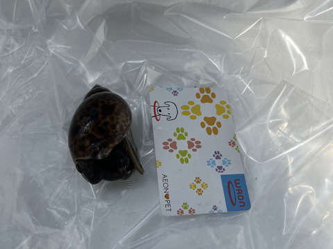 秋田県産　生きてます！黒バイ貝2ｋｇ。60個前後　貝類好きにオススメ