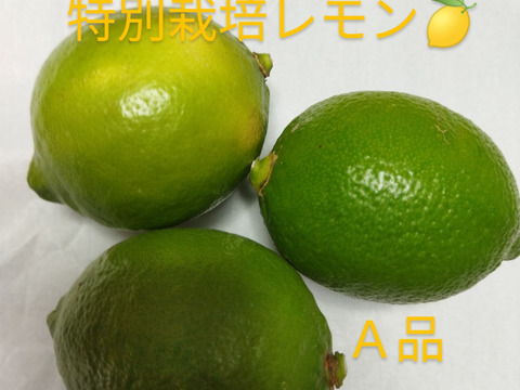 瀬戸田産グリーンレモンＡ品1kg