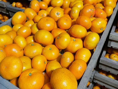 みかん 【西浦みかん 約9キロ箱込】訳ありみかん 寿太郎みかん わけあり 西浦みかん 静岡産 【3月上旬までの季節限定品！】