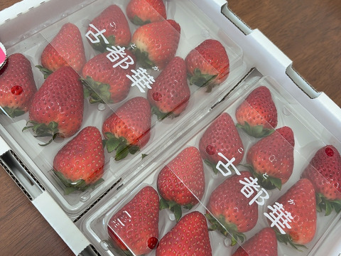 『古都華』濃厚な甘味と香り（1パック270g以上、4パック入り）