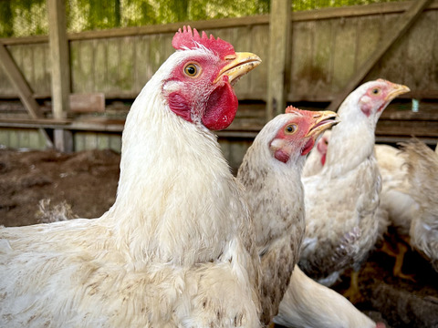 【一切の薬物等を不使用】
夢まるの丸鶏　1.6kg