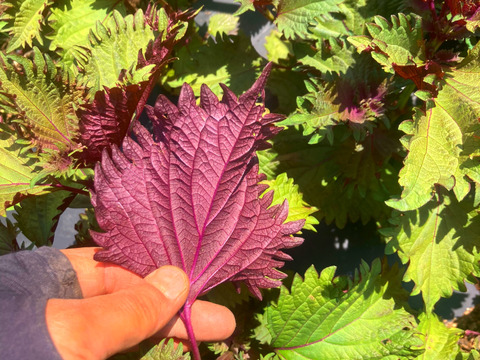 大分県産赤紫蘇の穂　200g 芳香裏紫蘇　穂紫蘇　紫蘇の実