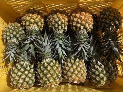 品種おまかせ！小玉詰め詰め便【中箱約3.5キロ】6〜8玉前後 石垣島パイン　石垣島パイナップル／ピーチパインまたはポコットパイン（スナックパイン）または品種ミックスでお届け