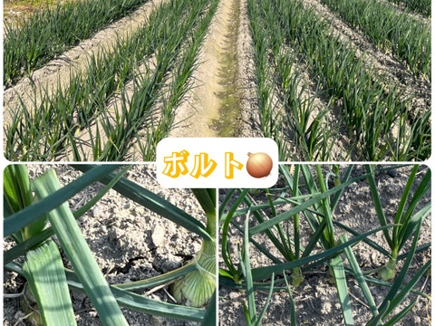 【コスパ重視】淡路島産新玉ねぎ　訳あり品〜毎日の料理の強い味方〜　5kg（サイズ混合）