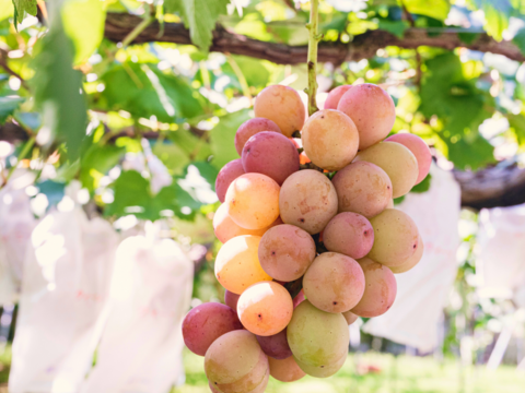 【ぶどうジャム食べ比べ】甘さが凝縮！泉州黒ぶどうとクインニーナのジャムの２種セット