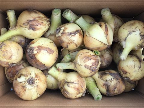 加熱してトロ甘〜　サラダタマネギ