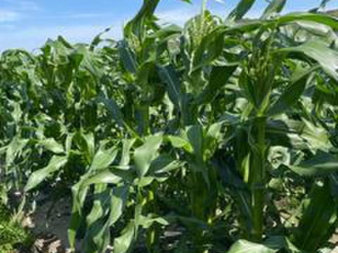 ”畑から採りたて発送”とうもろこし5本＆枝豆3袋（便利なレンチン袋）セット　本州の方限定