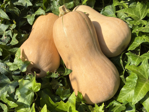 ねっとりとコクのある＊バターナッツかぼちゃ＊4.8kg