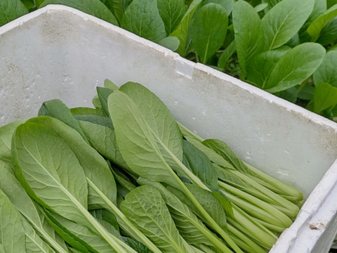 【農家の食卓からお裾分け】冬の中、じっくり育った「王道」冬野菜！ほうれん草＆小松菜＆春菊🥬 朝採りたっぷり3種詰合せ📦
