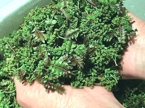 【予約商品】気品ある香り！花山椒25g  （美山産 栽培期間中農薬不使用）