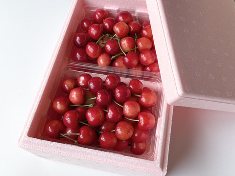 2L以上の大粒🍒さくらんぼ【佐藤錦】1kg