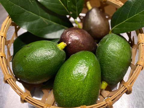 アボカド　ベーコン 750-NTF051.jpg?1