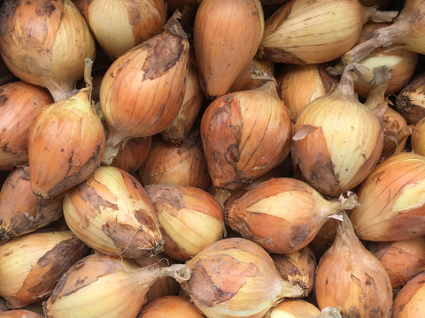 訳あり 淡路島産タマネギ5kg
七宝早生　変形・サイズが小さい
化学肥料・農薬・除草剤不使用
辛み少な〜い　加熱するとめちゃ甘