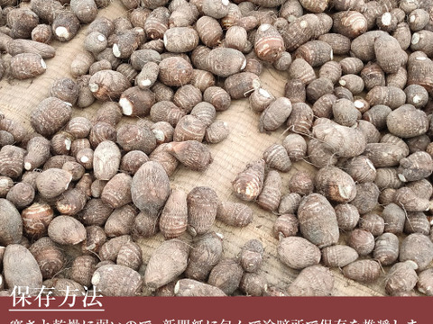 【鳥取県産】ねっとり濃厚 黄金里芋 親芋 10kg