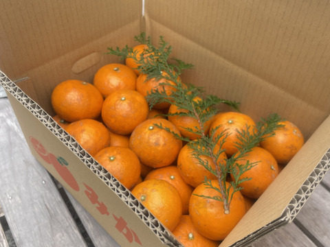 ⭐︎春のみかん⭐︎濃厚柑橘【カラマンダリン】(4.5kg)
