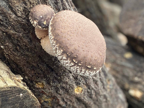 【有機JAS】とってもかわいいオーガニックズッキーニ グリーンパンツ 2kg