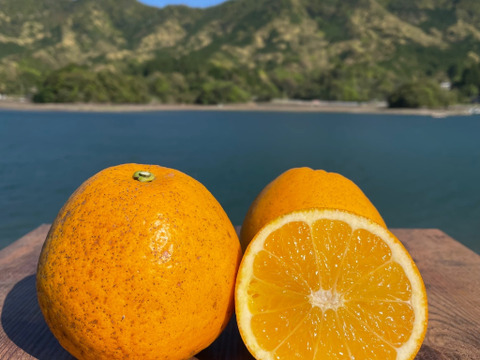 箱込み12kg 紅河内晩柑&甘夏　栽培期間中に農薬、化学肥料不使用 柑橘セット【柑橘食べ比べ】