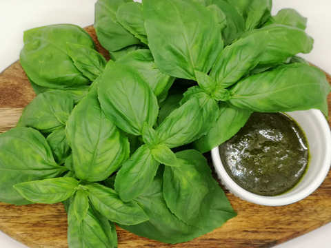 夏の香りをお届け 簡単ソース作りにも スイートバジル 100g 和歌山県産 食べチョク 農家 漁師の産直ネット通販 旬の食材を生産者直送