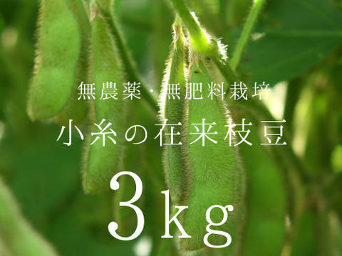 小糸の在来枝豆(枝付き)3kg【無農薬・無肥料】