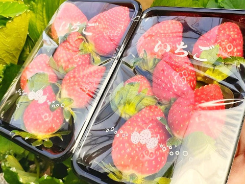 【お試しパック】【朝市限定】🍓甘い朝採れイチゴ🍓家族の笑顔があふれるイチゴ（200g×2パック）
