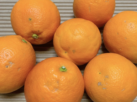 ちょっと訳あり３Ｋ＊食べ切りサイズのブラッドオレンジ・タロッコ