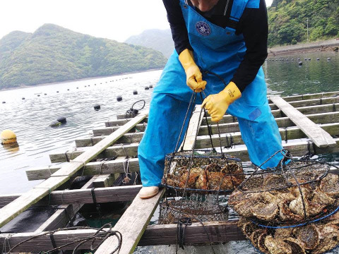 希少なLL～特大16個！ずっしり濃厚「五島列島」岩牡蠣　(生食用)