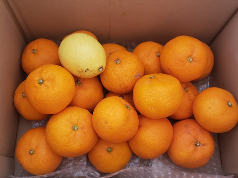 箱込約4㌔　濃い濃い薄皮みかん（Lサイズ）