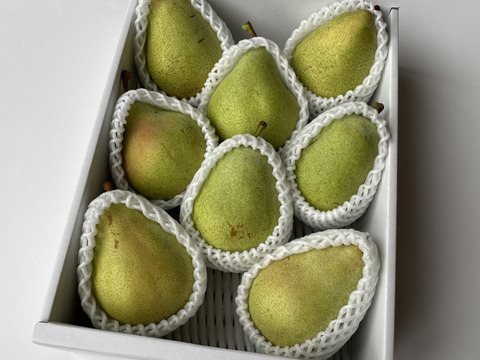 【西洋なし】マルゲリット・マリーラ 3キロ 【さわやかな美味しさ】【西洋梨】【西洋ナシ】【🍐】