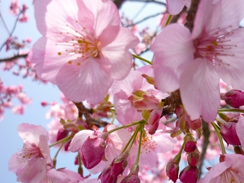 【農薬不使用】桜の塩漬け・3袋《農薬・化学肥料・着色料不使用》