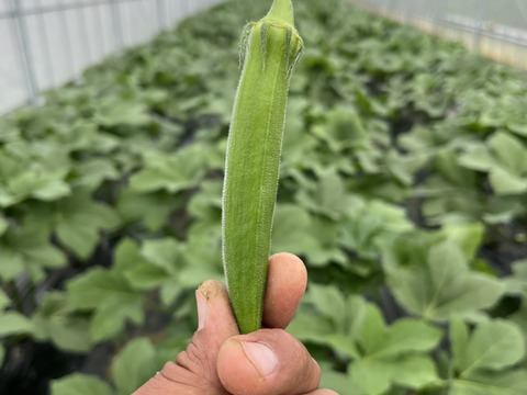 南の島のゴーヤ、オクラセット（各1kg）‼︎