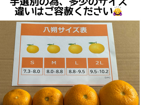 2026 新鮮でプリプリ！和歌山県産木なり八朔 S～2L サイズ混合 10㎏
